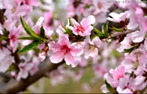 三月里的仿真树——桃花树