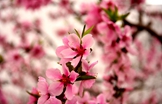 如何区分桃花树与樱花树