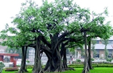 仿真树在现代环境美化中的优势